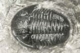 Detailed Gerastos Trilobite Fossil - Morocco #141672-3